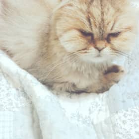 네이버리뷰어