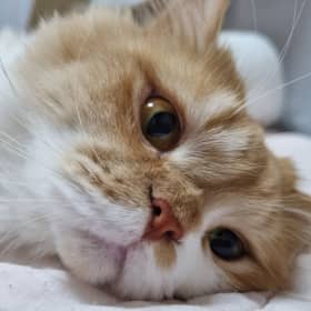 호야두비