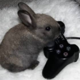 우물냥이