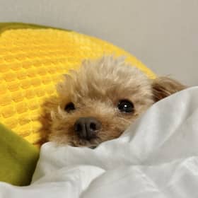 고둘김