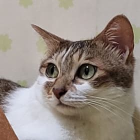 아롱이집사