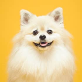 양동이네집