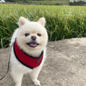 몽이누나