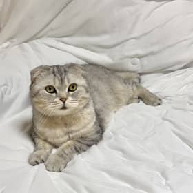 행복한고양이
