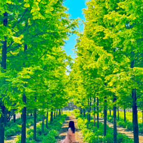 눈꽃청아