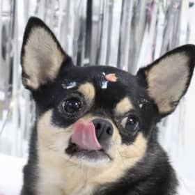 뚜니네