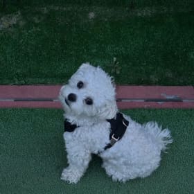 조낭만