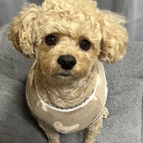 보리띠