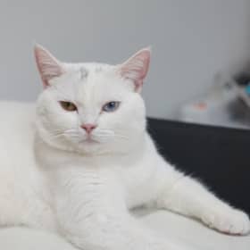 도르방구