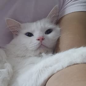 또룡요요룡