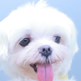 귀염둥이사랑
