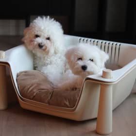 지율애비홍코