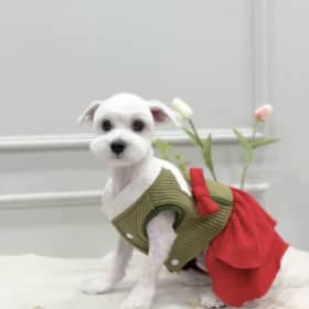 강냉이누나