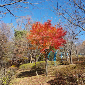 훙냥냥