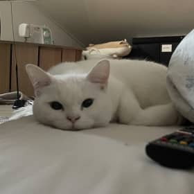 Milkityy