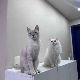나긋한마법사