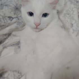 라따뚜이3