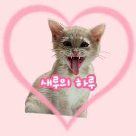 새루의하루