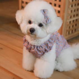 아시안