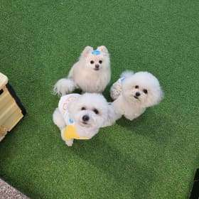 아찌몽