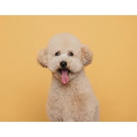 꿍이애오