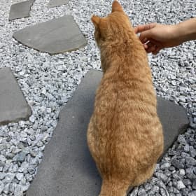 오바메양