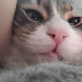 씨레타