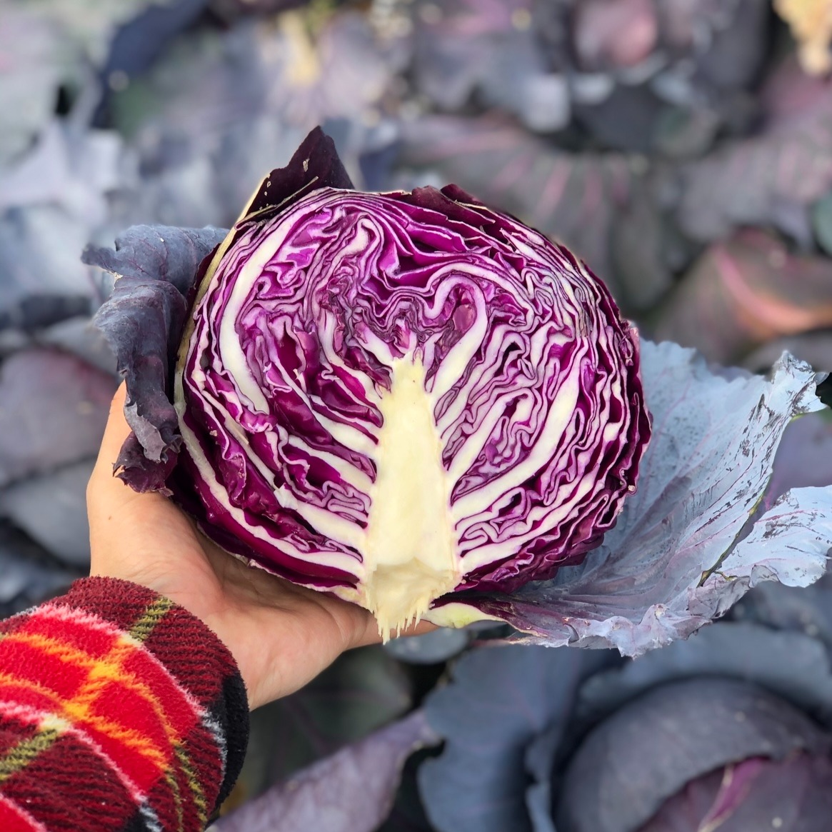 캠페인 썸네일