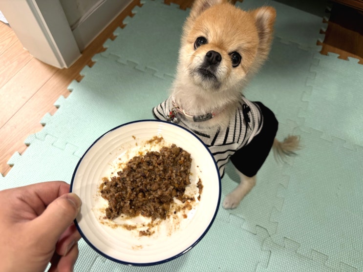 소화 편한 노견 강아지 저지방 화식 저단 단아한 화식 급여해요