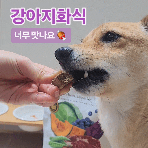 알로키친 강아지화식 오메가비프 동결건조 추천
