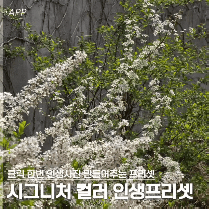 인스타 감성 낭낭한 사진보정법 시그니처컬러 인생프리셋으로 완성