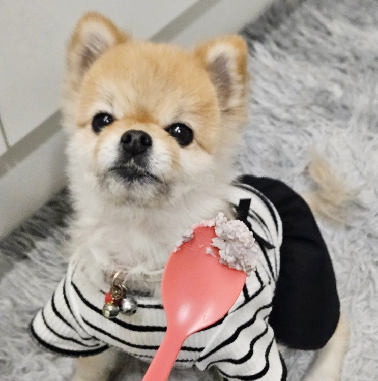 강아지 수제 생치즈 단아한 펫치즈 유기농 간식으로 건강까지 챙겨요