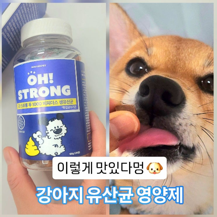 강아지유산균 강아지영양제추천 몽셰펫 오! 스트롱 비피더스 1000 급여후기 반려견영양제