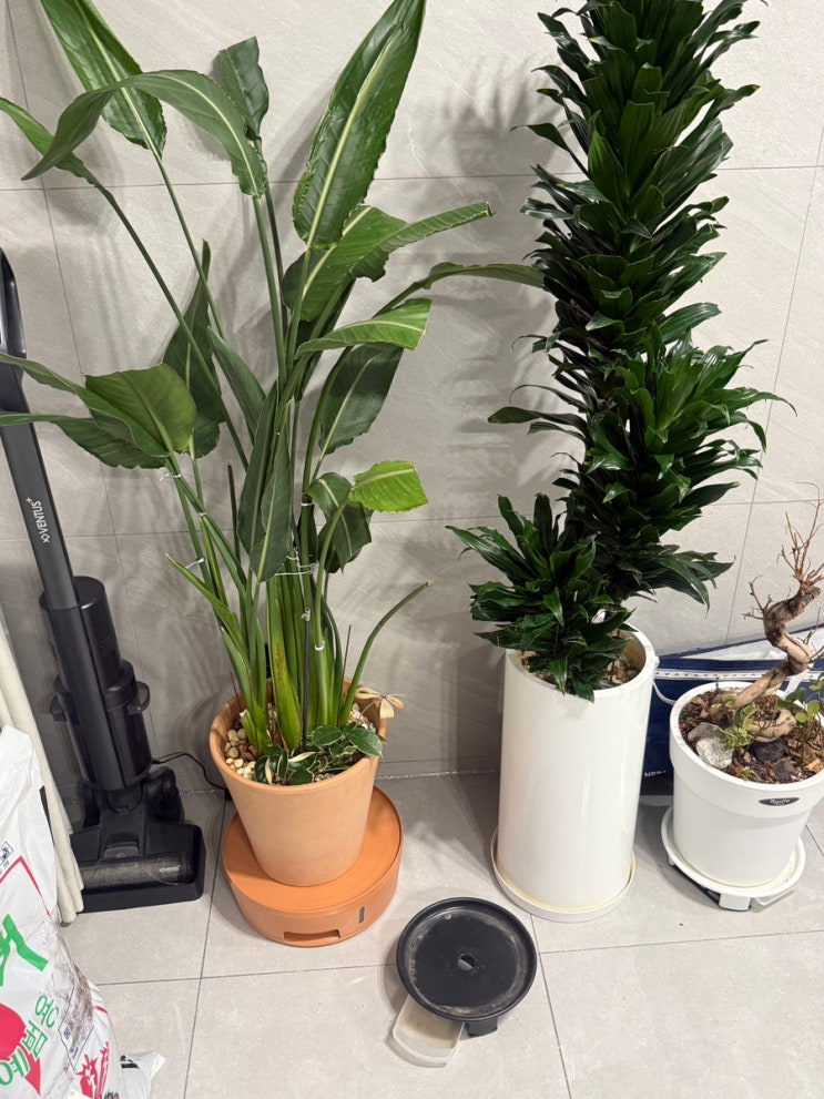 엄마를 위해 준비한 선물, 대형 화분 관리가 쉬워지는 물넘침 방지 화분받침 후기 🌿