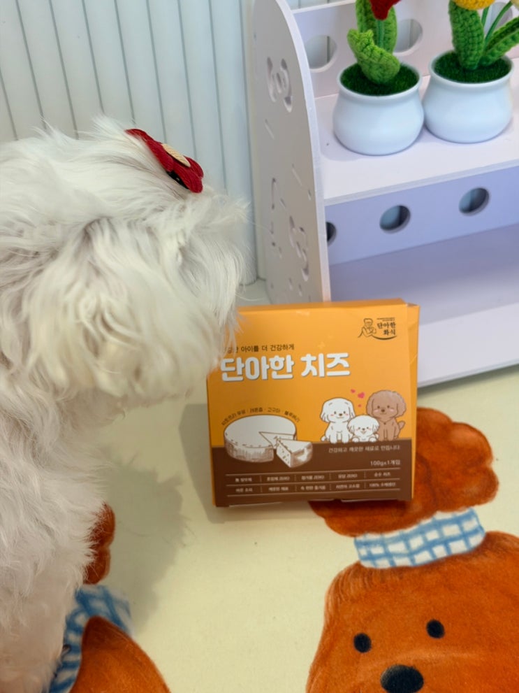 강아지 초신선 치즈, 환견도 안심하고 먹이는 저지방 락토프리 간식이에요