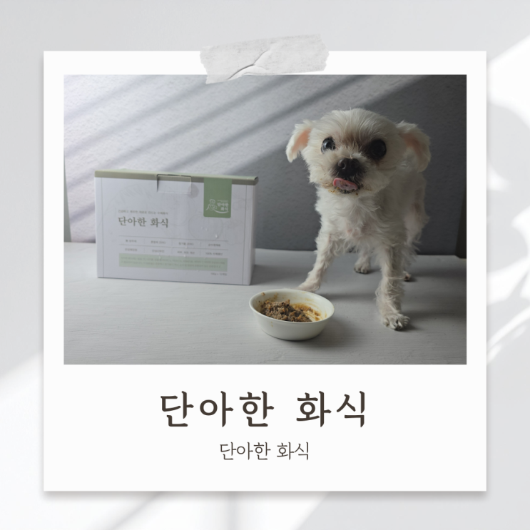 노견 화식 급여 고민중이라면 단아한 화식 완전 추천해요