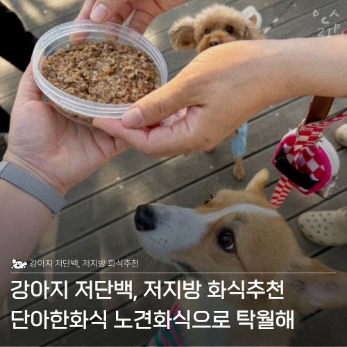 노견화식 추천 저단백,저지방화식 단아한화식