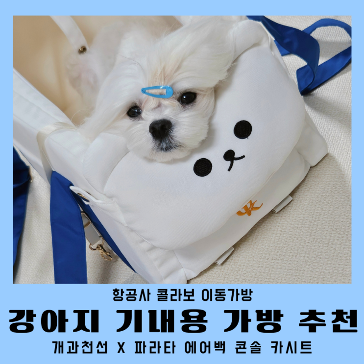 강아지 기내용 가방 추천 파라타 항공 개과천선 에어백 콘솔 카시트