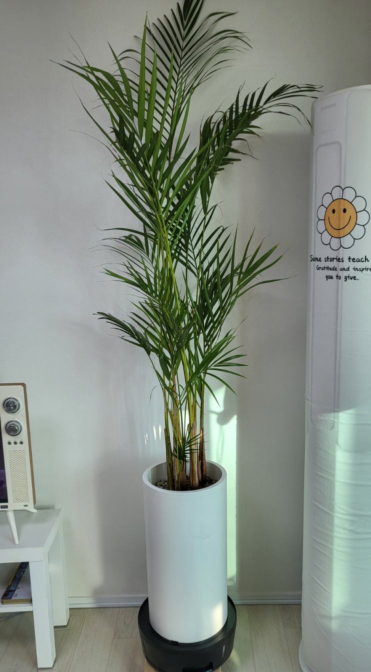 벨라가든 3L 대용량 트리저브 화분받침대 후기 🌿