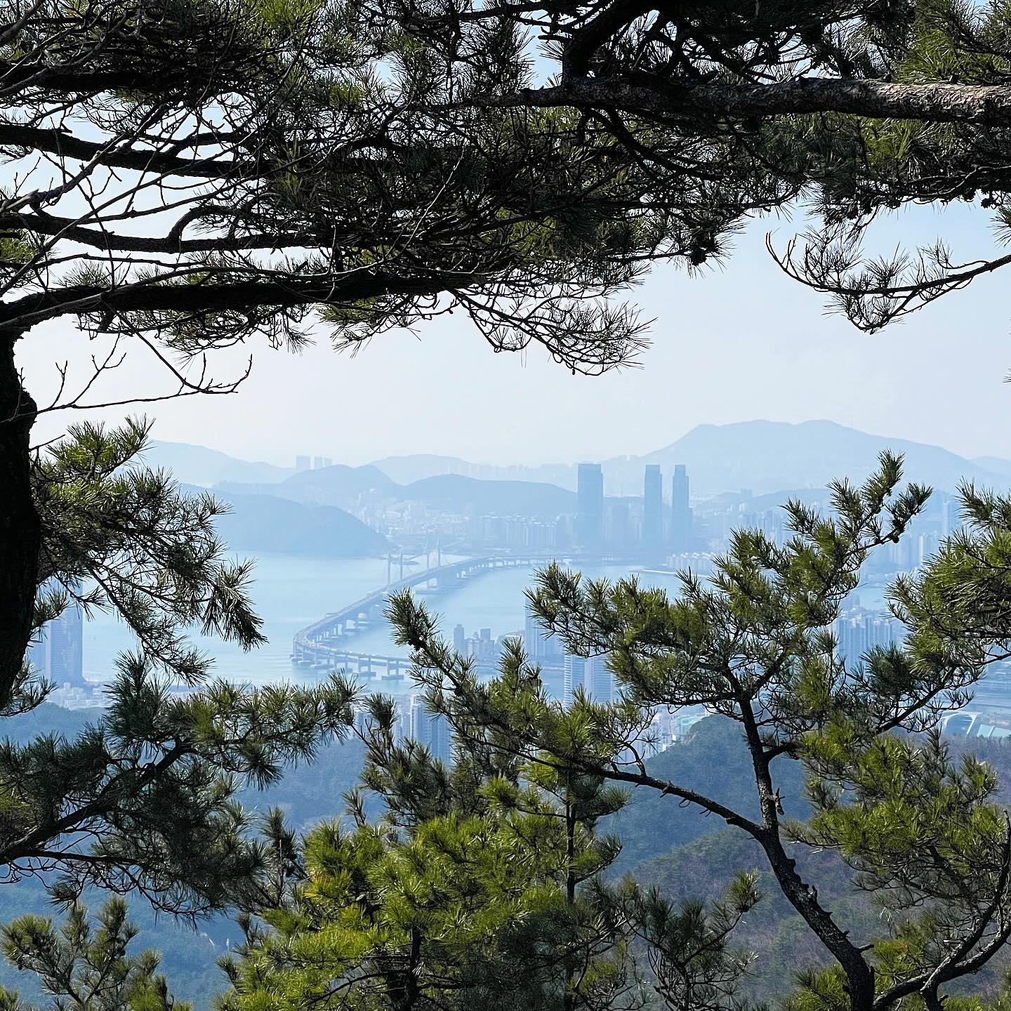 🌊⛰️
1. 내가 가장 사랑해마지않는 산
2. 엄마랑 산까지 산보
3. 포토 바이 마미
4. 엄마의 비밀 아지트 체험
5. 뜻밖에 관악산보다 높은 장산
5-1. 이곳에서 서울말로 사진을 요청드리면 최선을 다해 찍어주신다. 죄송해요 저 초중고 내내 장산의 정기 억저구
5-2. 생로랑 백팩: 차라리 나를 죽여라!!
6, 7. 지뢰와 멧돼지 산불 집착 광공의 산
8. 혼자 장산 등산을 끝낸 나애 심정
9. 너무나도 의뭉스러워 올리지 않을 수가 없었다