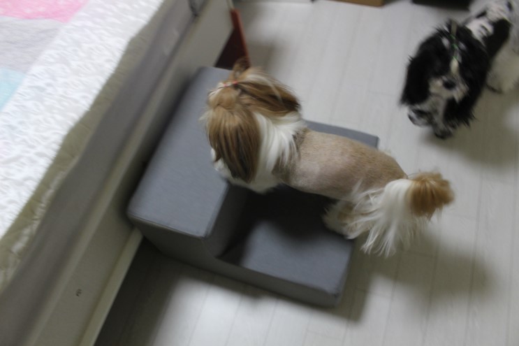 로아코 항균 외피 강아지계단으로 침대용/소파용 구분해서 쓰세요