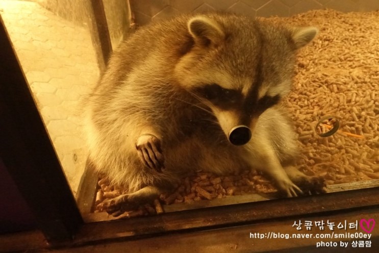 하남 쥬라리움 실내동물원 할인 팁 , 아이랑 가볼만한곳