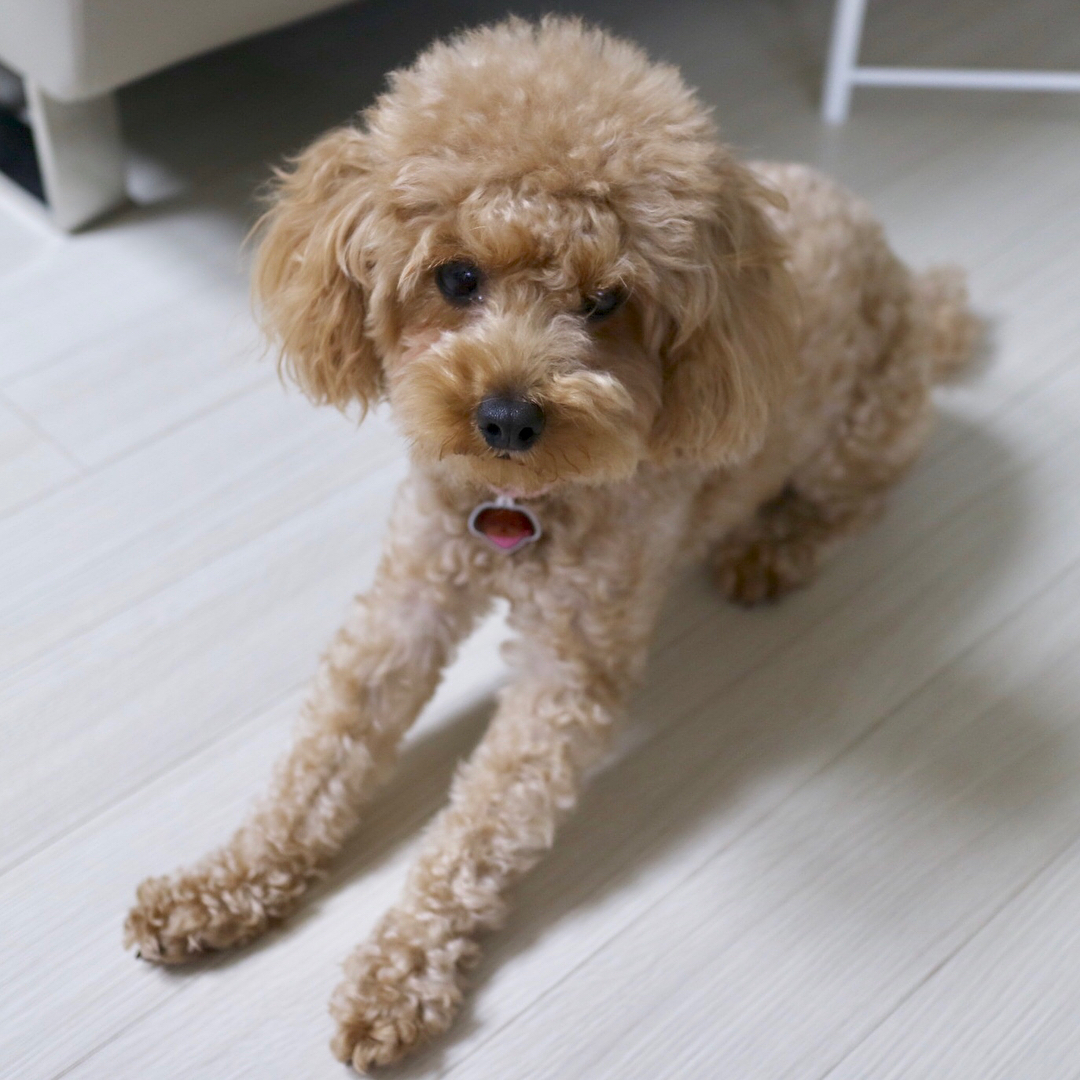 여니 on Instagram: “넘나 귀여운✨ 핸드메이드 #강아지인식표 이또 닮은 푸들!!!! 너무 귀여워🐶 이또도 좋아하는 눈치😛 이또야 우리 이쁜 목줄 메고 산책 나가댱🌿 . . 👉🏻 강아지 인식표 #그린다냥 일러스트 작가 @parkzzi.cat & @hopi.yunz_cat…”
