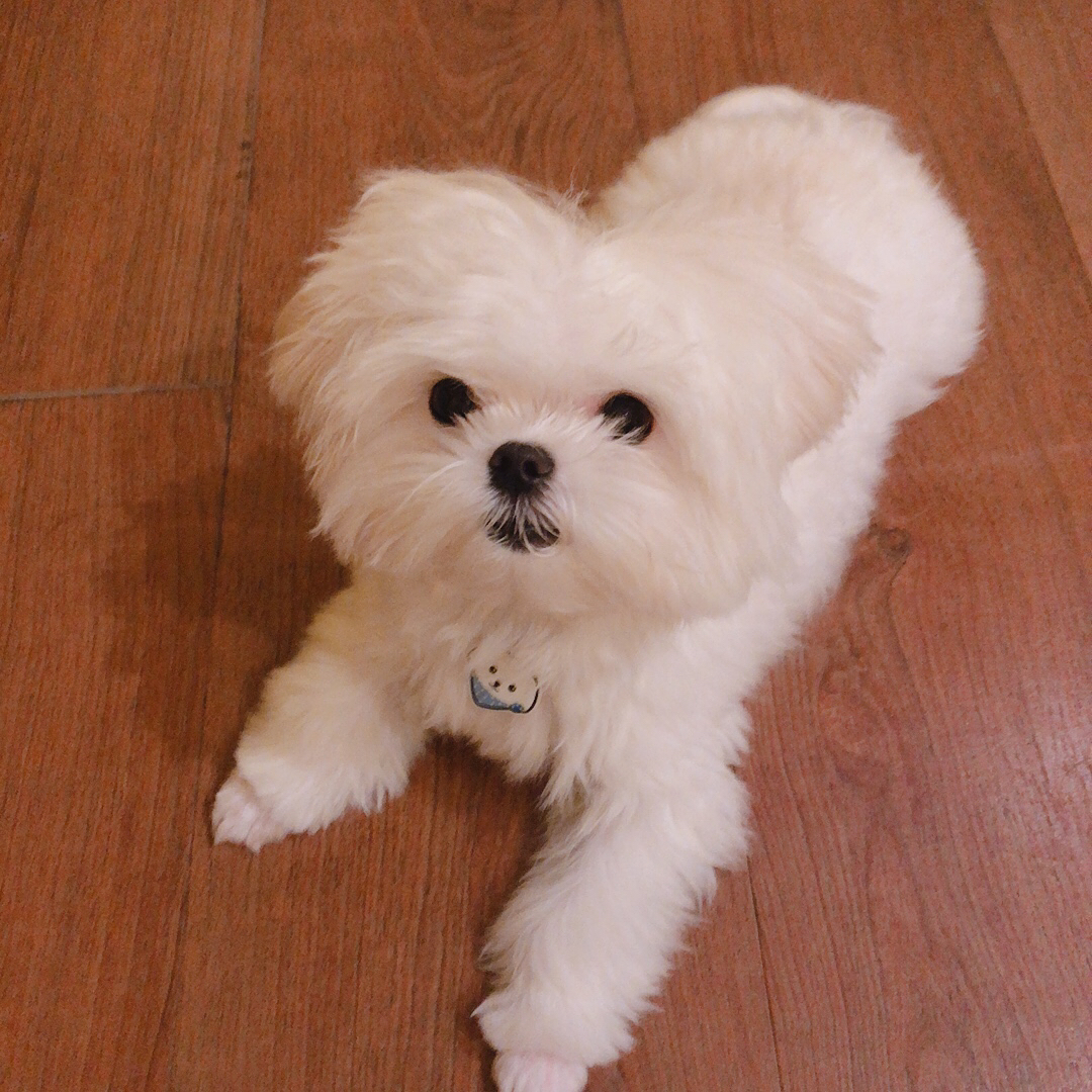 3 on Instagram: “3월부터는 #강아지인식표 꼭 하고 외출해야한다고해 #강아지목걸이 다시 장만했어요! 울 오월이 여름이랑 꼭 닮은 #강아지일러스트 모양의 #강아지목줄 장만했는데 엄청 귀엽죠 T-T #그린다냥 #개목줄 종류도 많고 ㅎ핸드메이드인만큼  정성스럽고 넘 예쁜…”