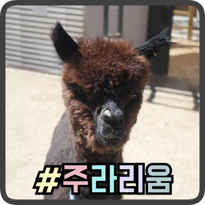 아이와갈만한곳 실내동물원 쥬라리움 일산점