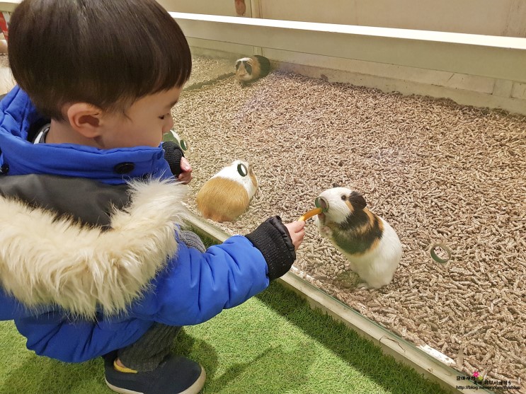 아이와갈만한곳 실내동물원 일산 쥬라리움 다녀왔지요!!