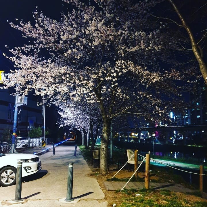 감기 싹 물리치고 
남편과 주말에 밤나들이 다녀왔네요♡
벚꽃이 다 떨이지기 전에 나도 구경했다ㅎㅎ
.
.
#벚꽃#석촌호수#밤마실#신혼일상 #새댁스타그램 #부부그램 #데이트 #30대 #봄날씨
