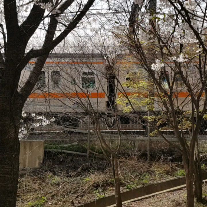 #고양시 #벚꽃명소 #성라공원