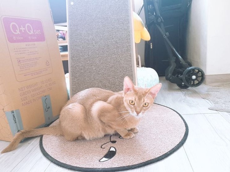 고양이 방문탁묘, 고양이 펫시터 와요 wayo 이용 후기