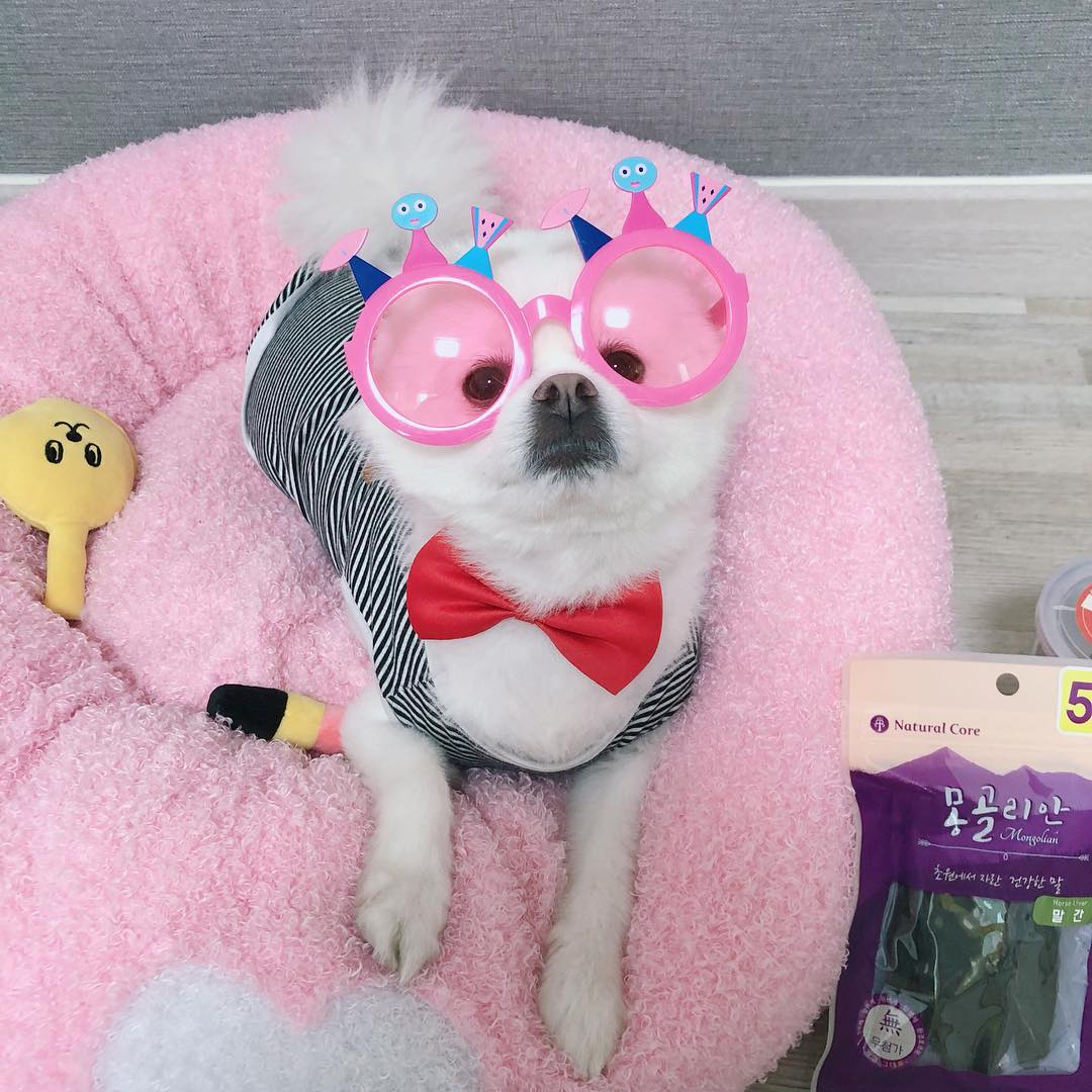 ⠀⠀⠀⠀⠀⠀⠀⠀⠀⠀⠀⠀⠀⠀⠀⠀
소소하게 울칙촉 생일파티(๑•᎑< ๑)❤
행복하게 평생 같이살자👧🏻🐶🏠❤
.
.
.
#대구 #구미 #칙촉 #생일 #어린이날 #개린이날 #멍스타그램 #펫스타그램 #반려견 #dog #포메라니안 #포메 #일상